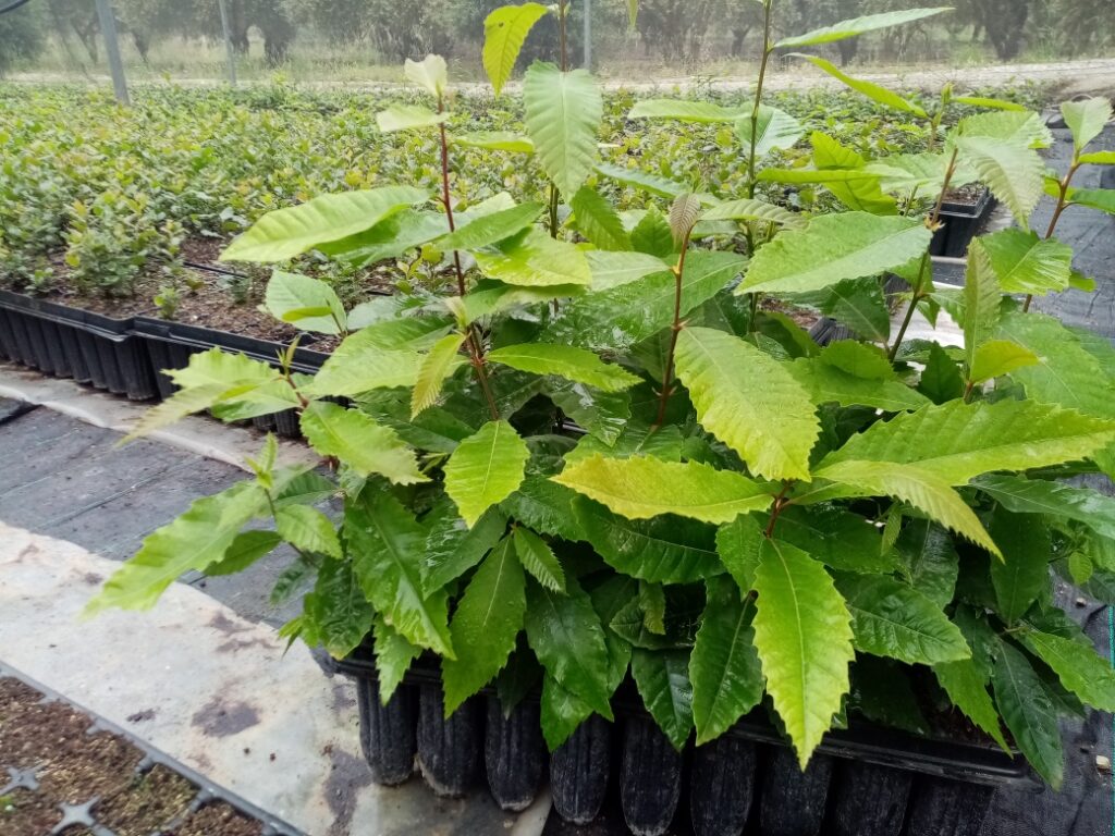Produciamo le piante in vasi antispiralizzazione Produciamo le piante in vasi antispiralizzazione