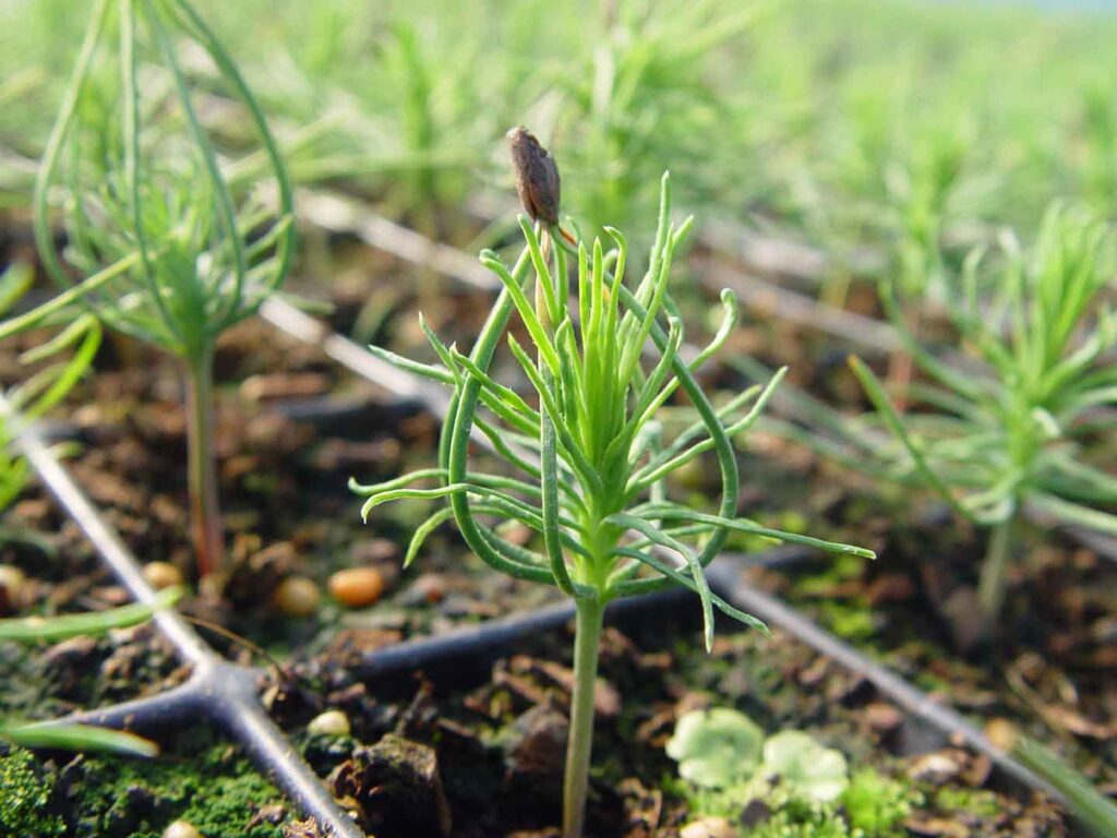 POSTIME – vendita altri vivai forestali POSTIME – vendita altri vivai forestali