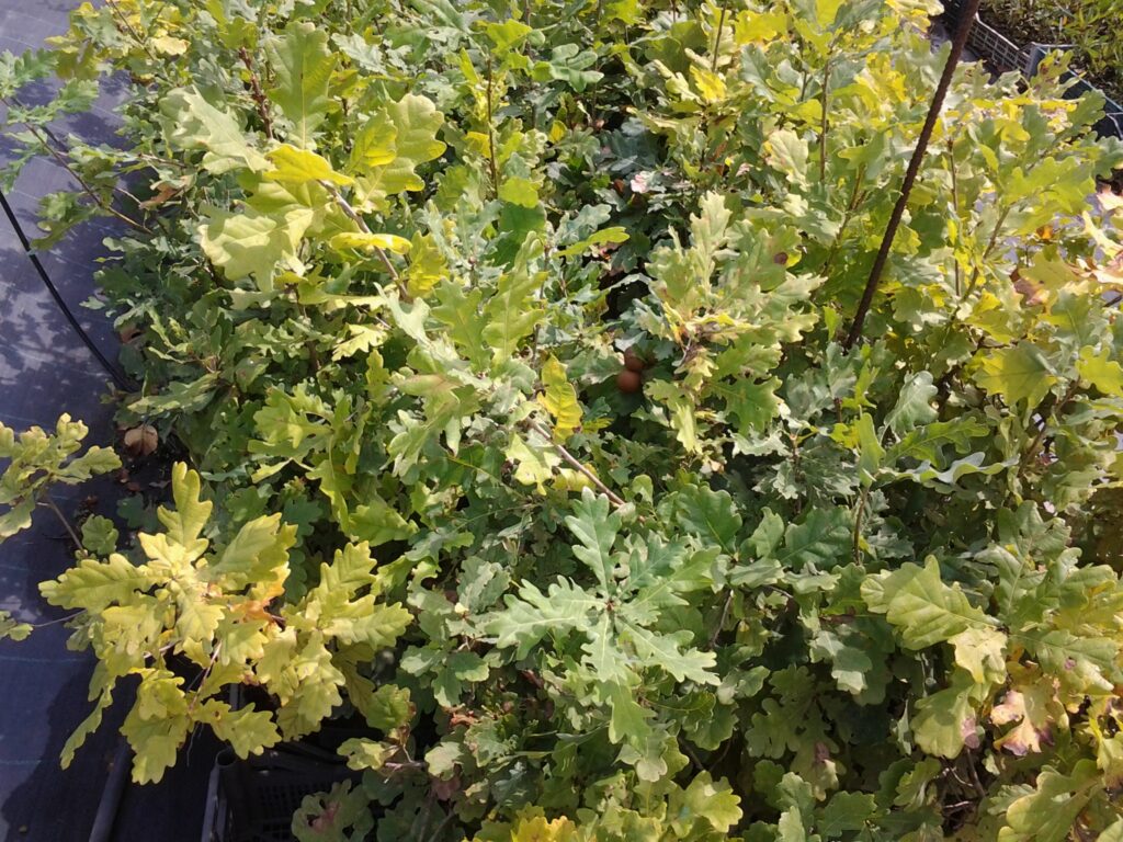Arboree e latifoglie nobili specie prodotte Arboree e latifoglie nobili specie prodotte