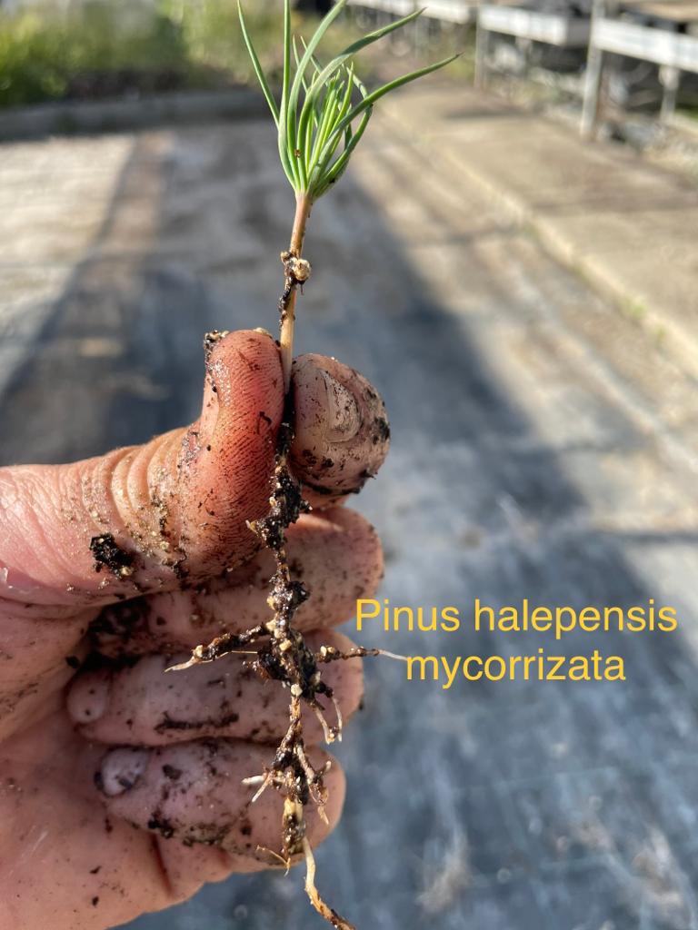 Produzione con apporto di micorrize arbuscolari (AMF) – Piante Endomicorriziche Produzione con apporto di micorrize arbuscolari (AMF) – Piante Endomicorriziche