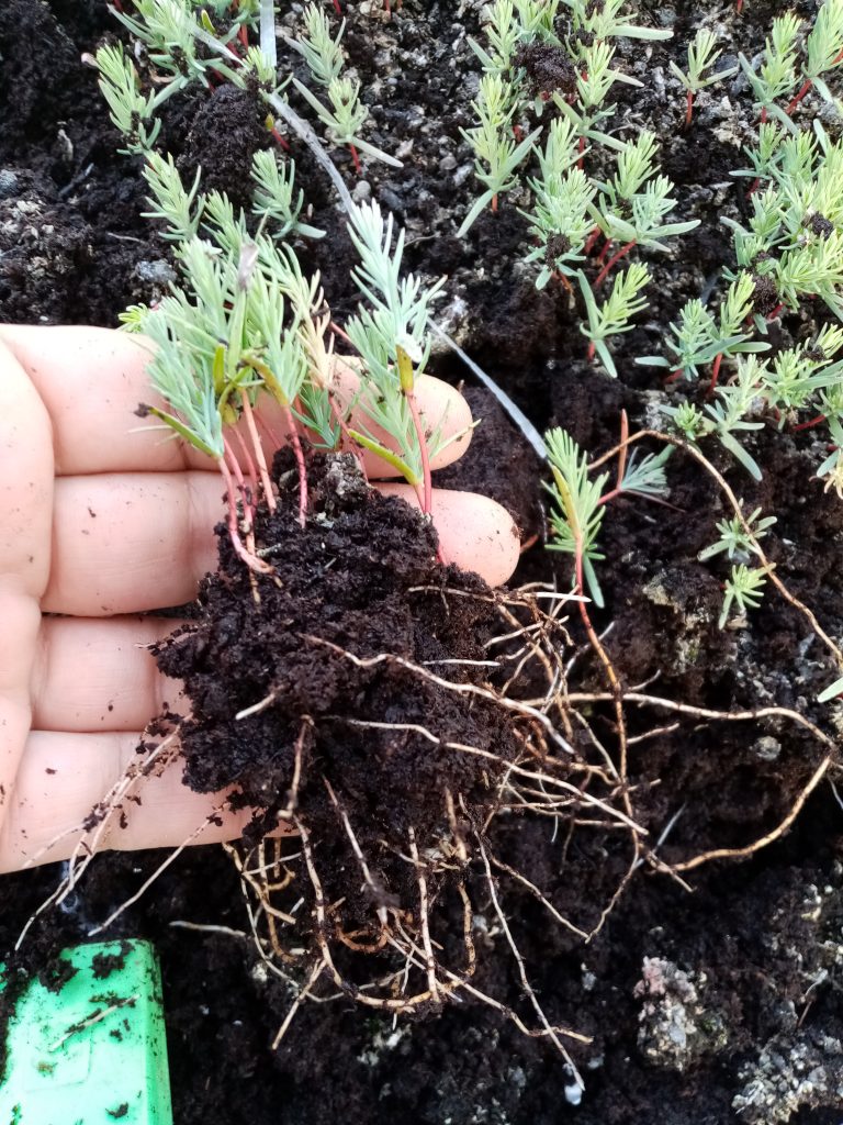 Produzione forestale con apporto di micorrize arbuscolari (AMF) – Piante Endomicorriziche