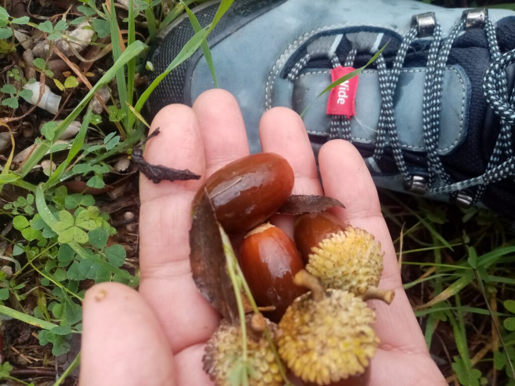 raccolta dei semi forestali