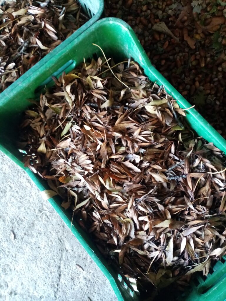 fraxinus angustifolia