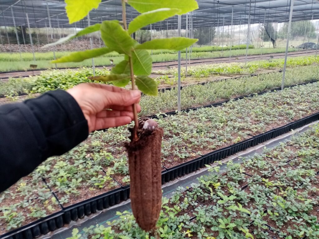 Produciamo le piante in vasi antispiralizzazione Produciamo le piante in vasi antispiralizzazione